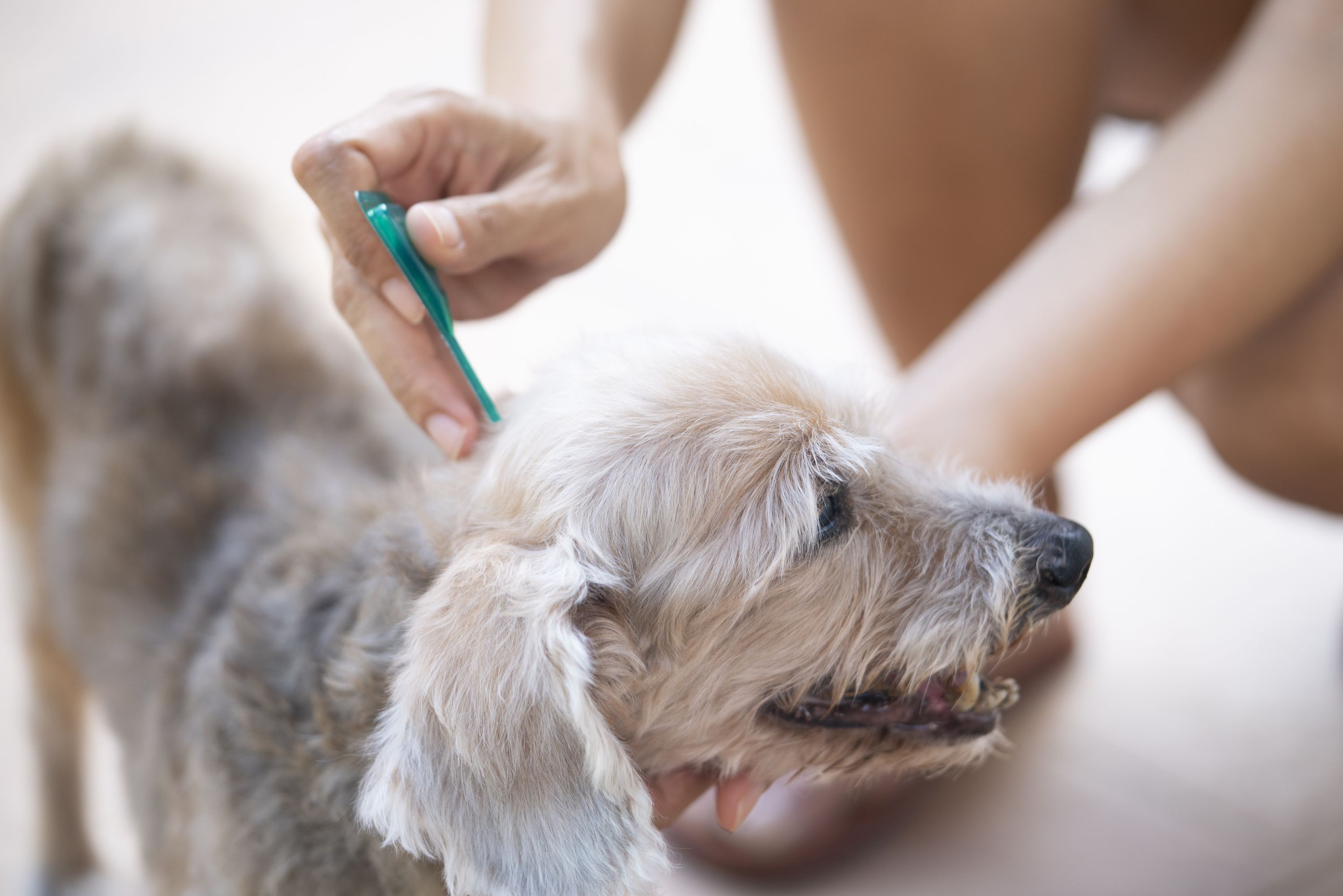 home remedies to get fleas off my dog
