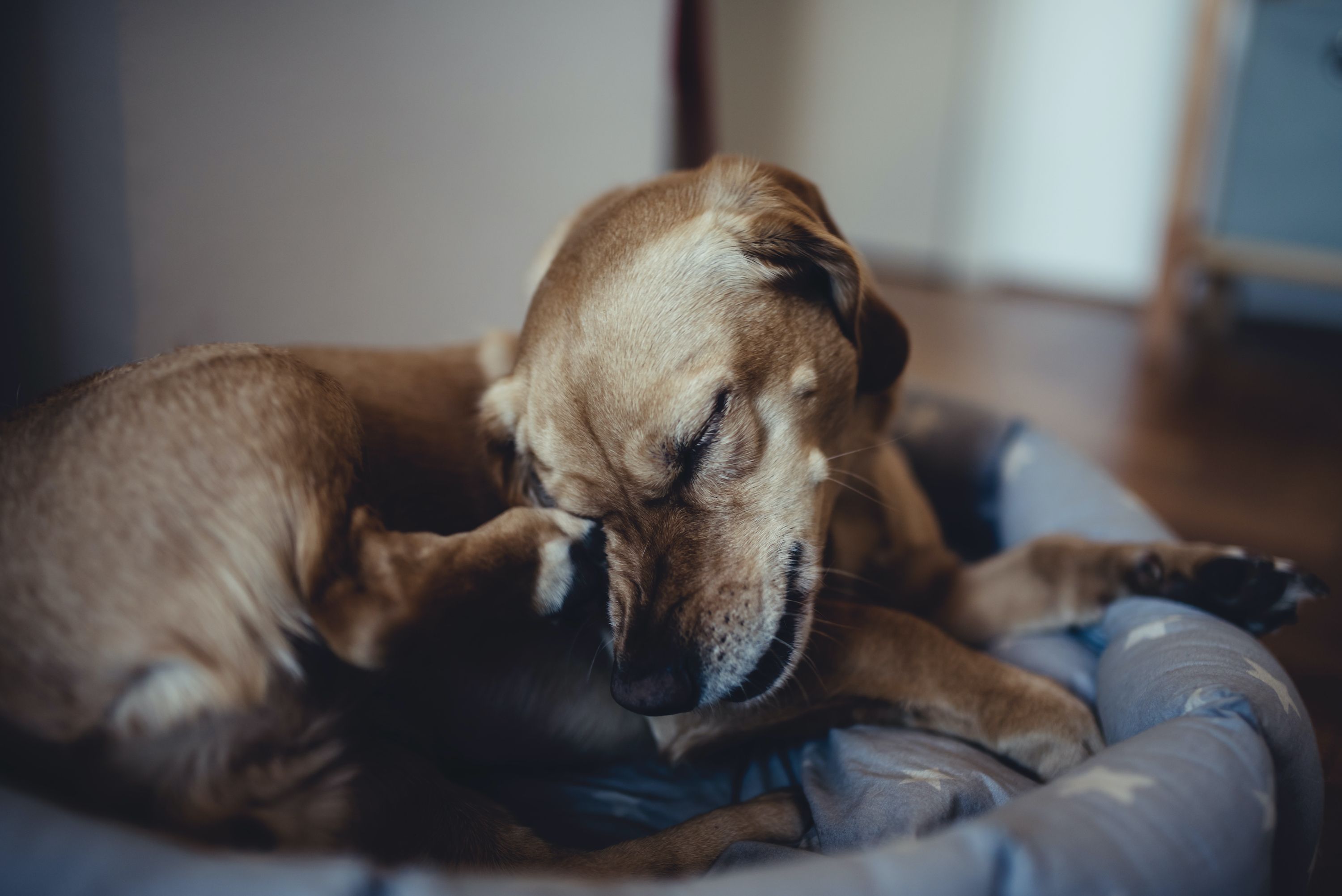flea treatment for dogs diy