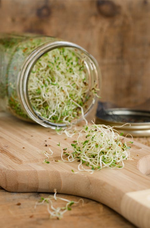 Homegrown Alfalfa Sprouts Vertical Close-up