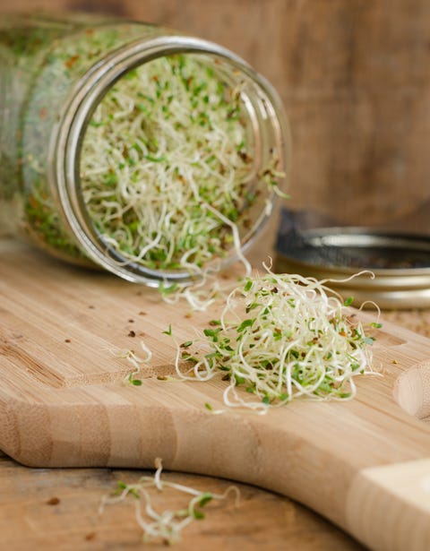 Homegrown Alfalfa Sprouts Vertical Close-up Homegrown Alfalfa Sprouts Vertical Close-up