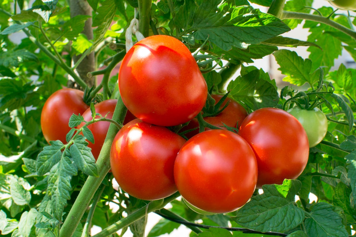 The 4 Best Ways to Support Tomato Plants Tomato Stakes