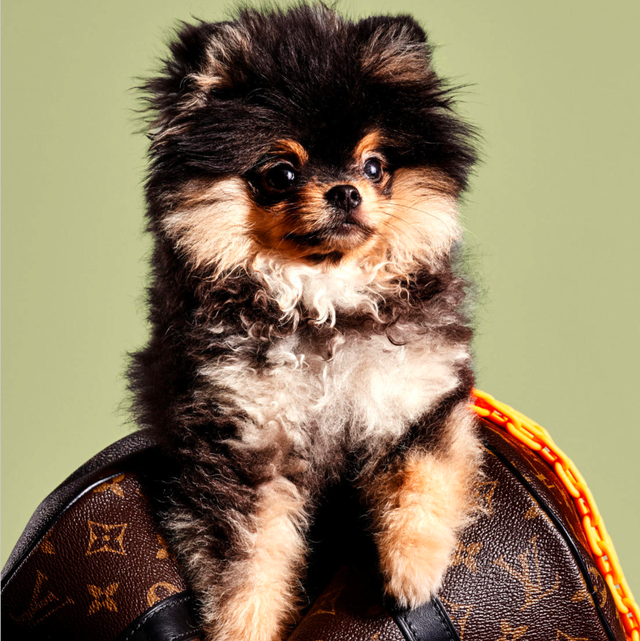 Hond van Lil Kleine Hond van Lil Kleine