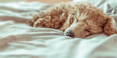 Poodle dog is lying and sleeping in bed, having a siesta. Poodle dog is lying and sleeping in bed, having a siesta.