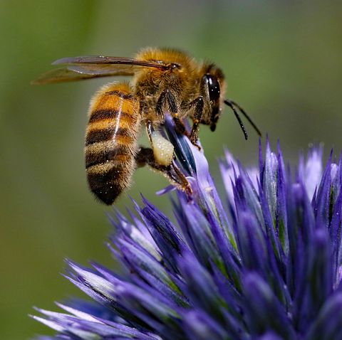 honey bee on echinop thistle