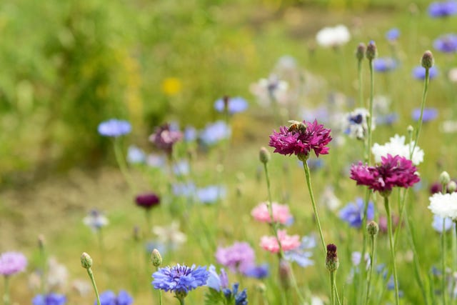 Download 11 Wildflowers To Feed Bees And Butterflies This Summer