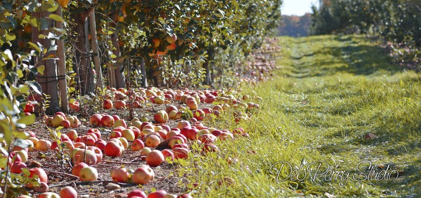 25 Best Apple Picking Places Near Me - Fall Apple Orchards In The U.S.