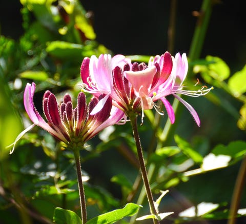 honeysuckles blooming