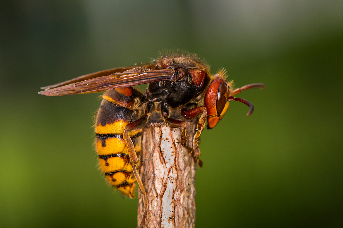 how-to-treat-a-hornet-sting-what-to-do-when-stung-by-a-hornet