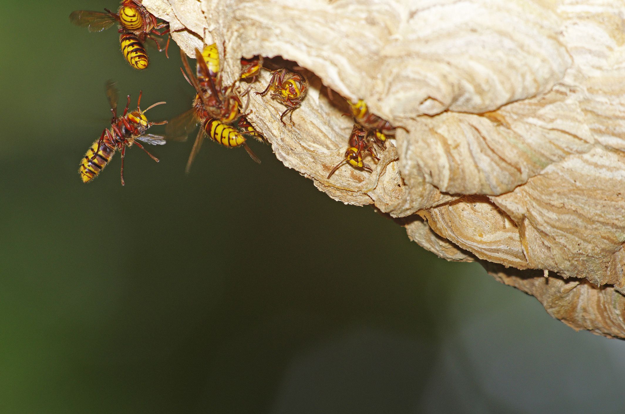 How To Get Rid Of Hornets Near Your House Hornet Nest Removal