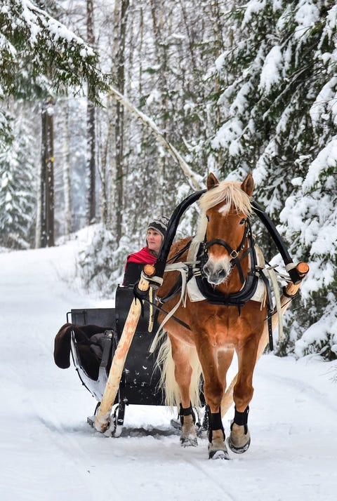 a horse pulling a sleigh through a snowy woods