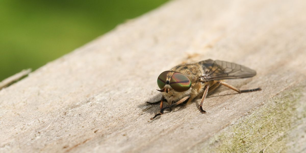 Horsefly Bites How To Tell If You Ve Been Bitten Treatments