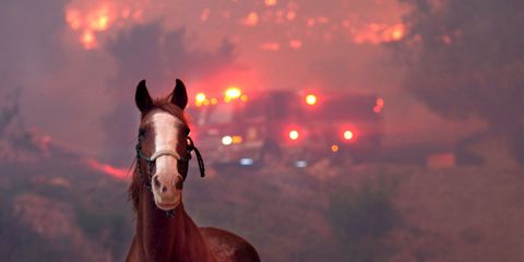 California fires - Heartbreaking pictures of animals affected by the  California wildfires