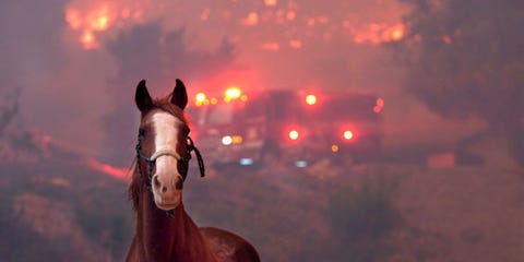 California fires - Heartbreaking pictures of animals affected by the California wildfires California fires - Heartbreaking pictures of animals affected by the California wildfires