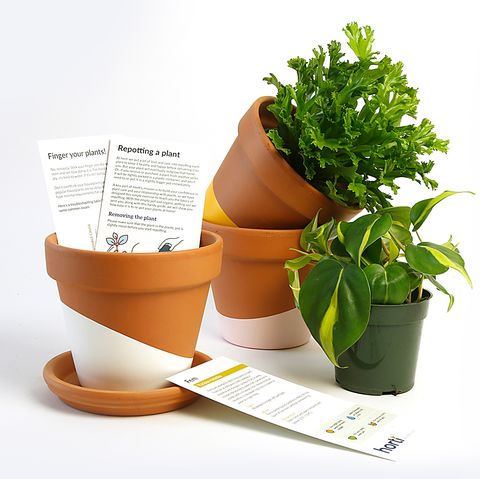 Subscription indoor planta