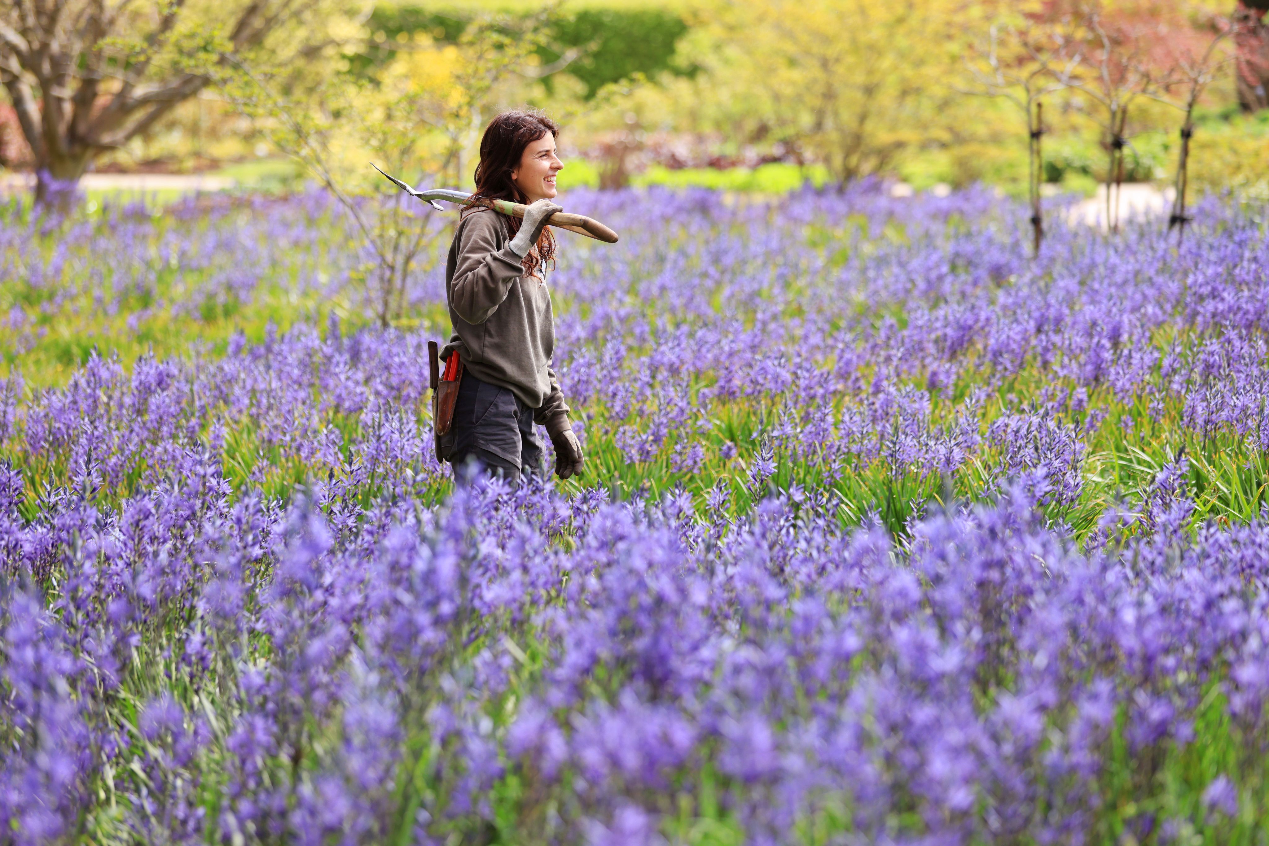 Spectacular Surge Of Colour To Sweep Across Uk Gardens Says Rhs