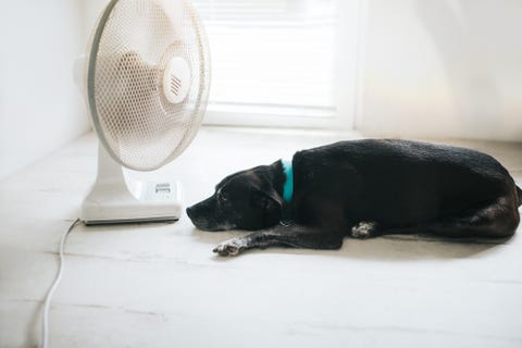 3 Easy Cooling Fan Tricks To Cool Your Room During Hot Weather