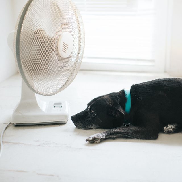 dog in front of cooling fan
