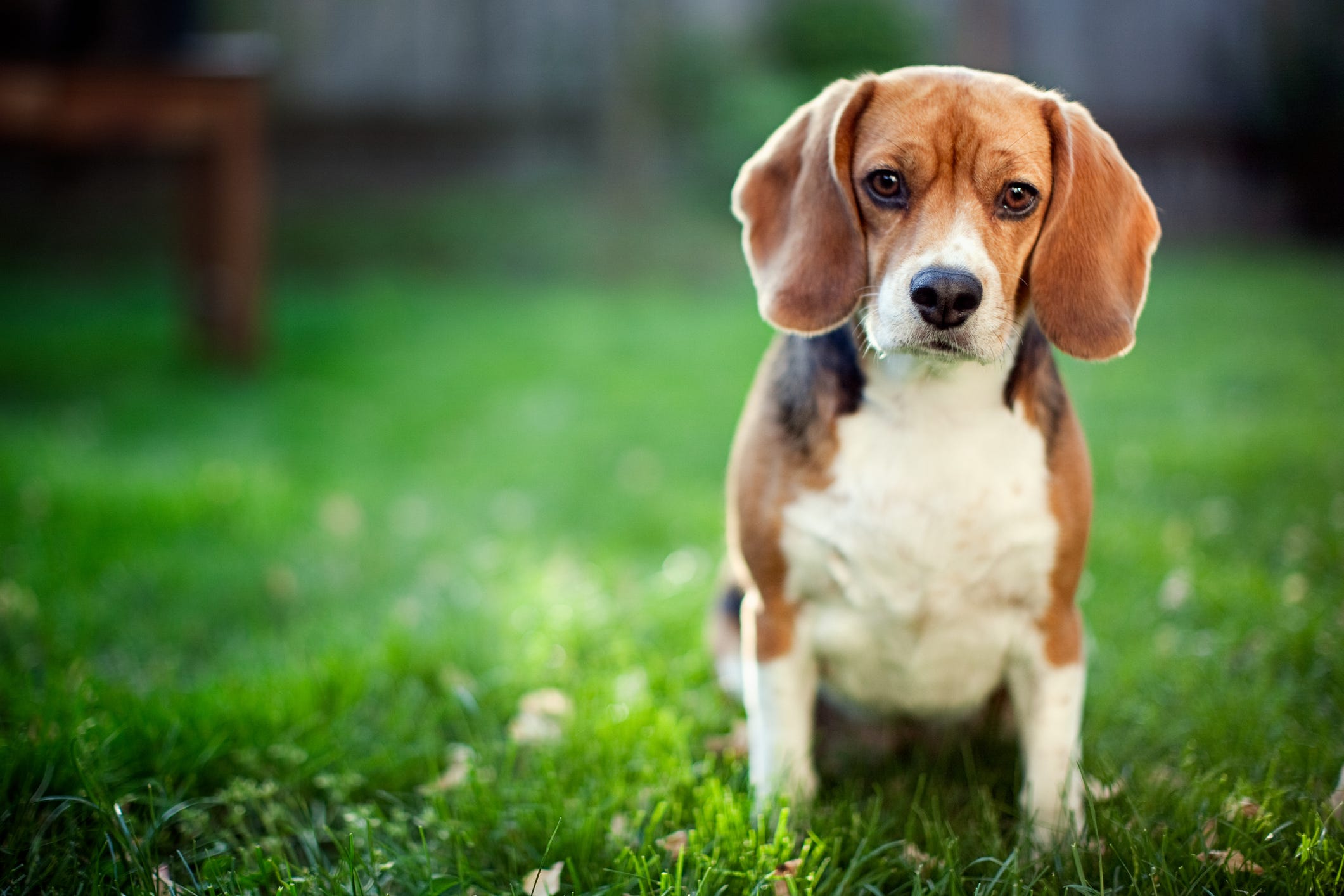 can a beagle and a irish wolfhound be friends