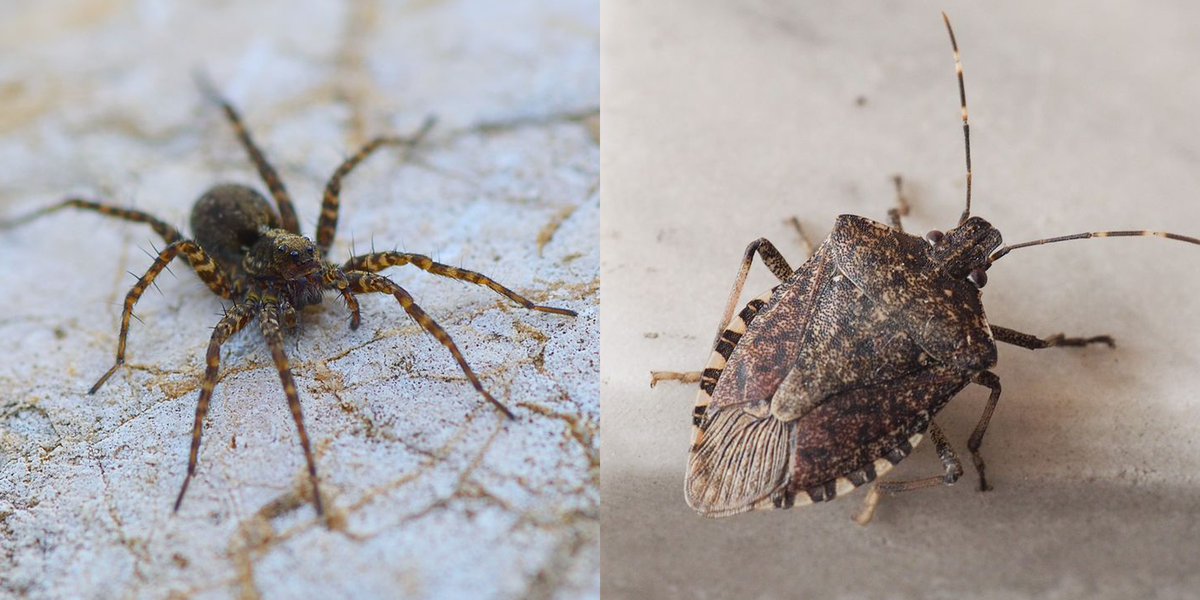 15 Common House Bugs To Know What Insects Live In Houses - Tiny Grey Bugs In Bathroom That Jump