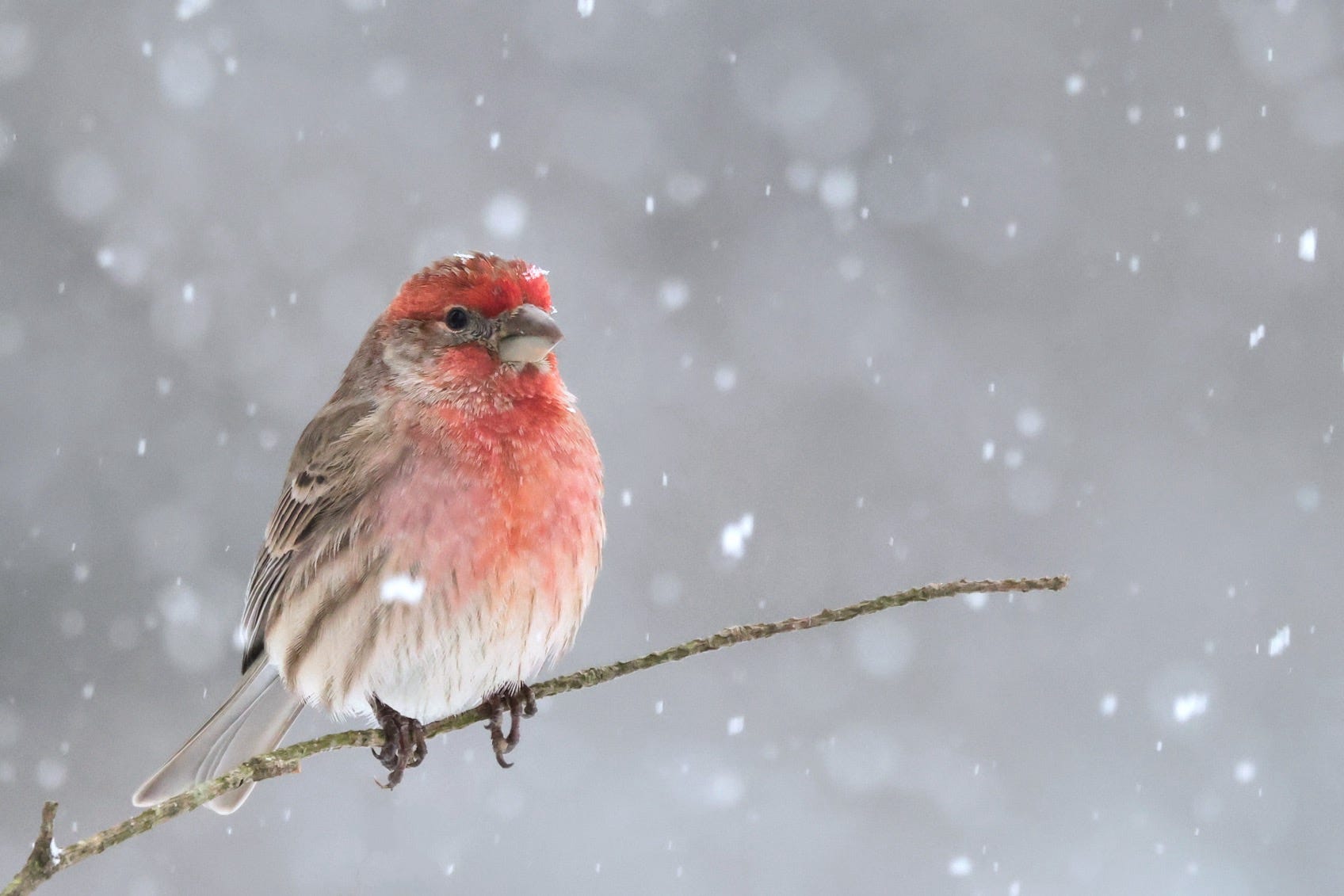 The Great Backyard Bird Count of 2025 Is Coming. Are You Ready?