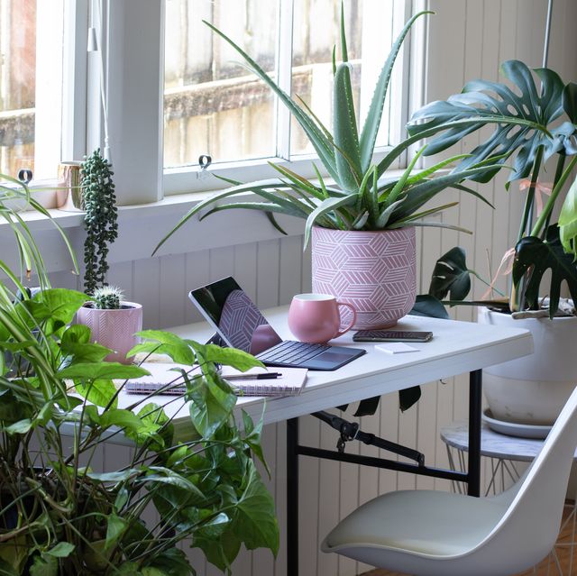 desk table and chair interior with laptoo computer and potted plants