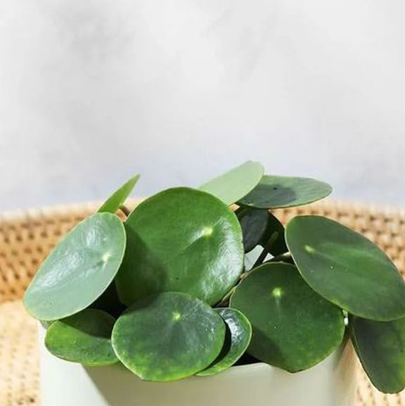 25 Indoor House Plants To Liven Room In