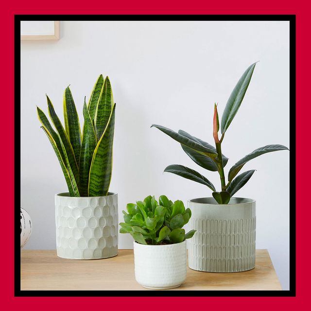 house plants online