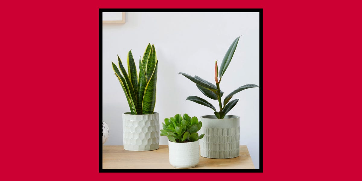 where-to-shop-for-house-plants-online