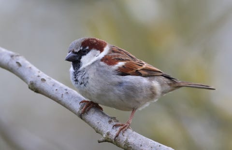 House Sparrow - Passer domesticus