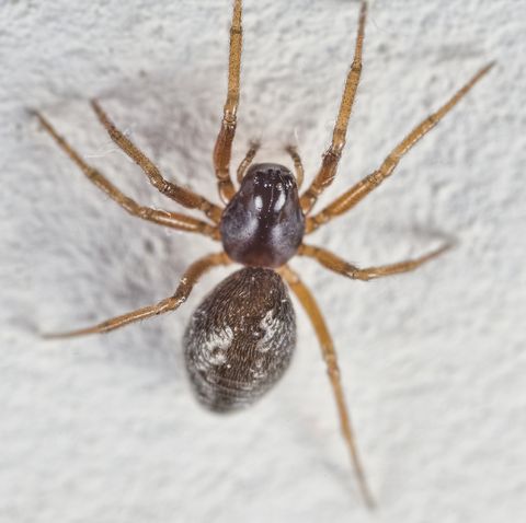Common Small Black House Spiders