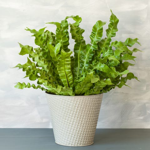 birds nest fern   indoor hanging plant