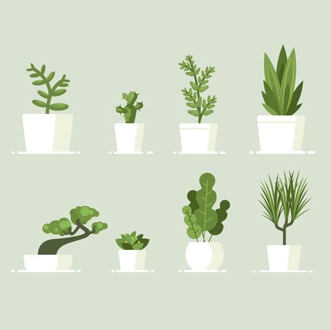 Best Indoor Plants And How To Care For Them