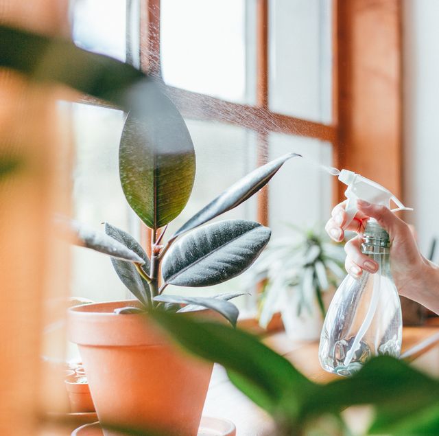 how to take care of your houseplants during a heatwave