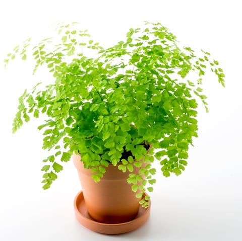 fern   indoor hanging plants