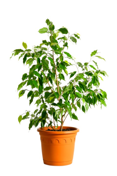 houseplant tree ficus benjamina in a pot isolated on white