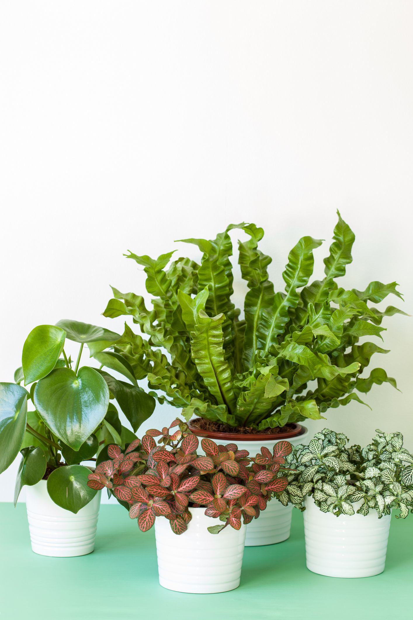 Green indoor house plants