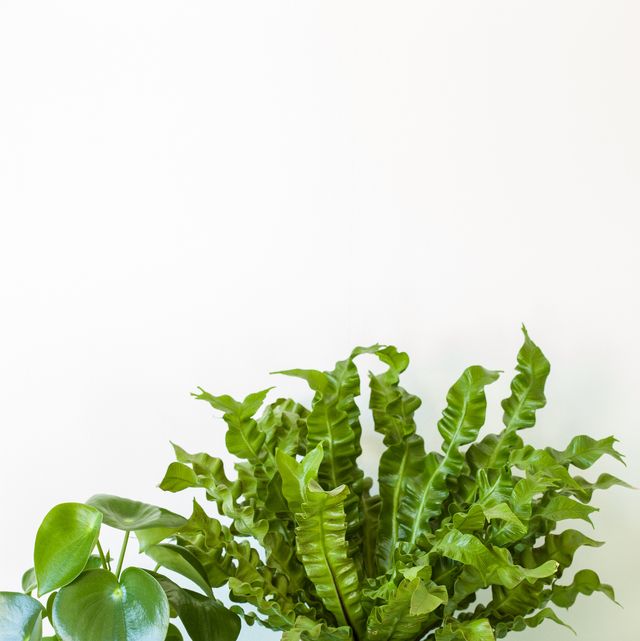 25 Easy Houseplants Easy To Care For Indoor Plants