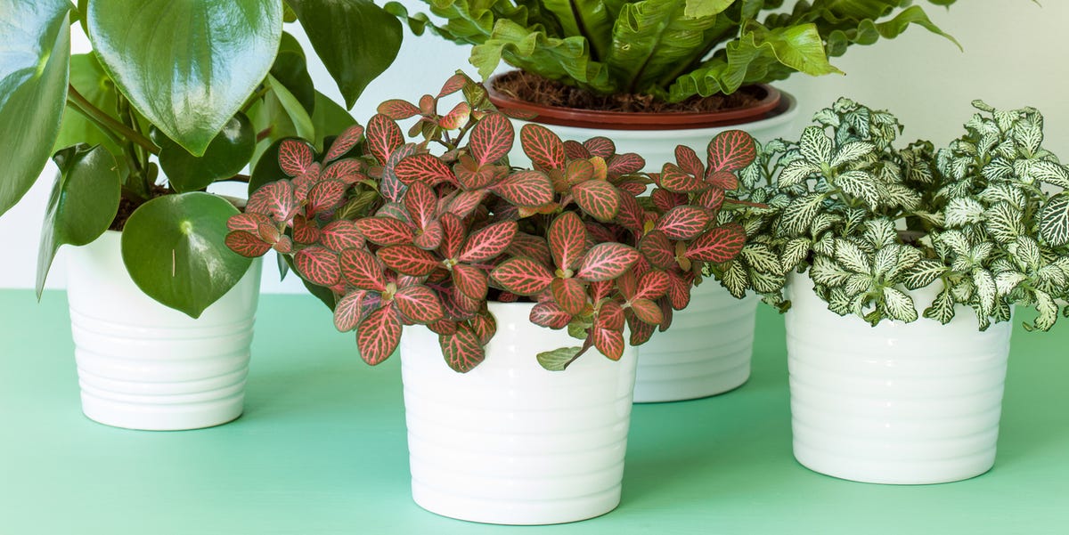 30 Easy Houseplants Easy To Care For Indoor Plants 