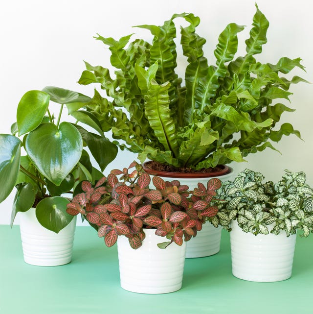 houseplants asplenium nidus, peperomia and fittonia in flowerpots