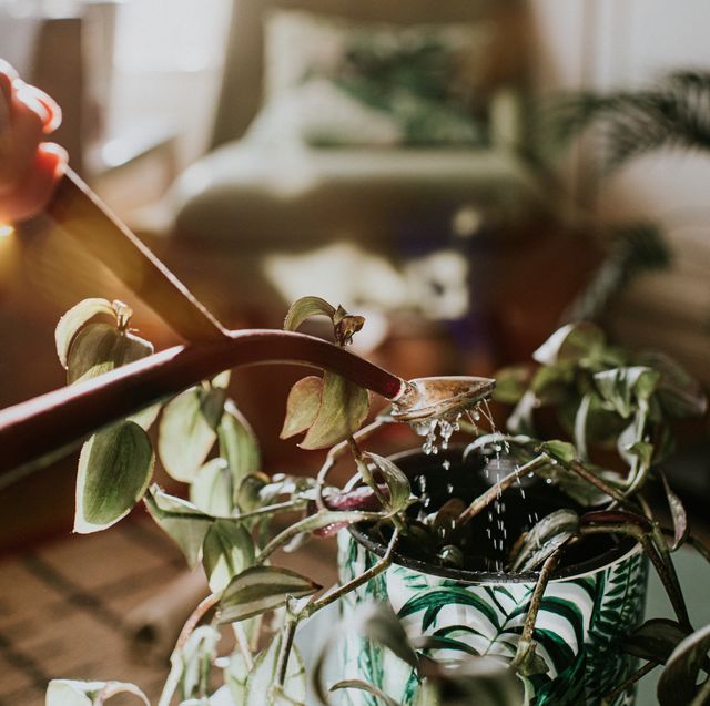 how to take care of houseplants during a heatwave