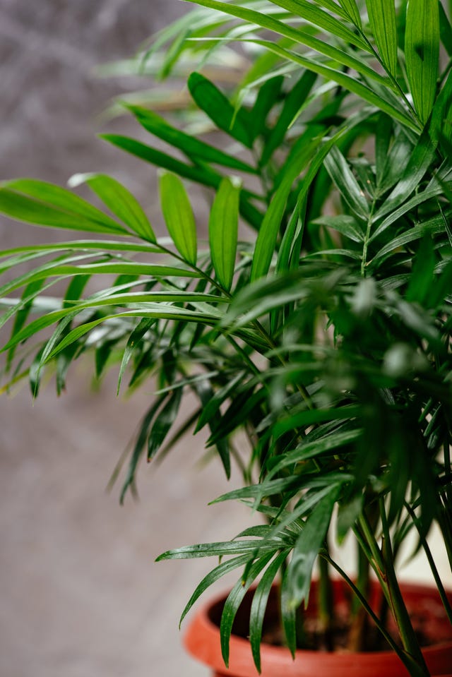 7 common houseplants that can help banish mould