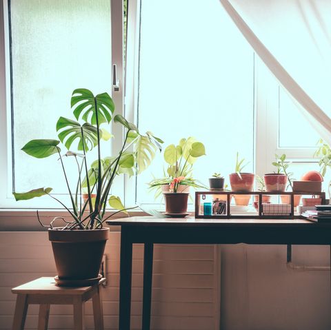 houseplants on table by window at home
