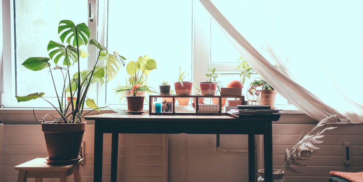 Easy To Care For Indoor Plants