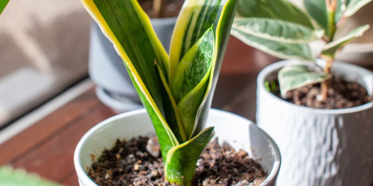 Use leftover cooking water to improve houseplant health - HouseBeautiful.com