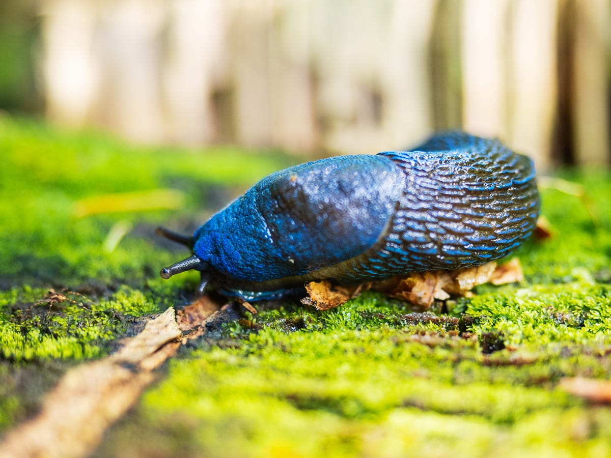 how to get rid of slugs on amazon elephants ear plant