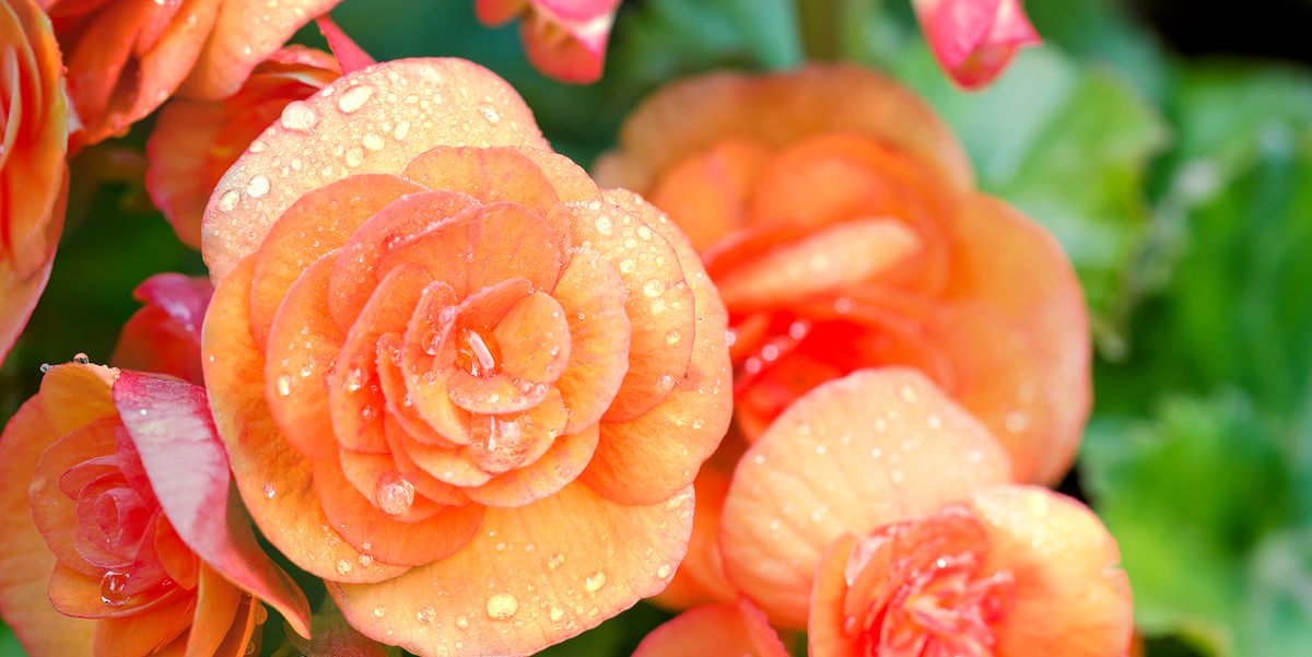 Begonias: how to grow, plant and care for this perennial plant