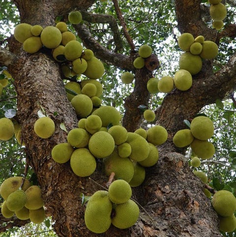 Jackfruit,パラミツ,ジャックフルーツ,ダイエット,ブーム,効果,