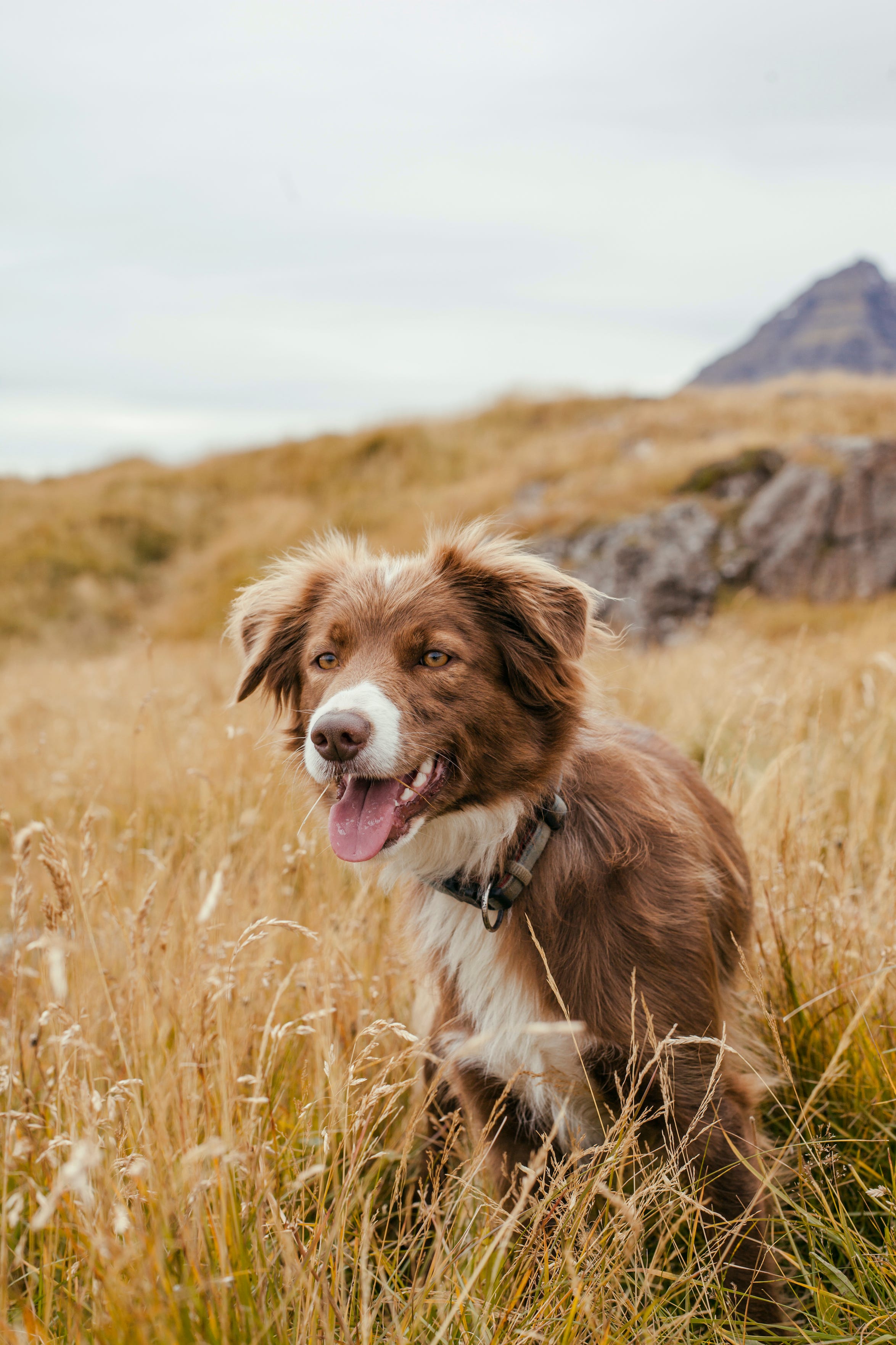 what dogs can survive in the wild