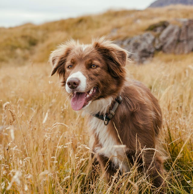 10 Best Dog Grooming Tips From Dog Show Experts and Professional Groomers