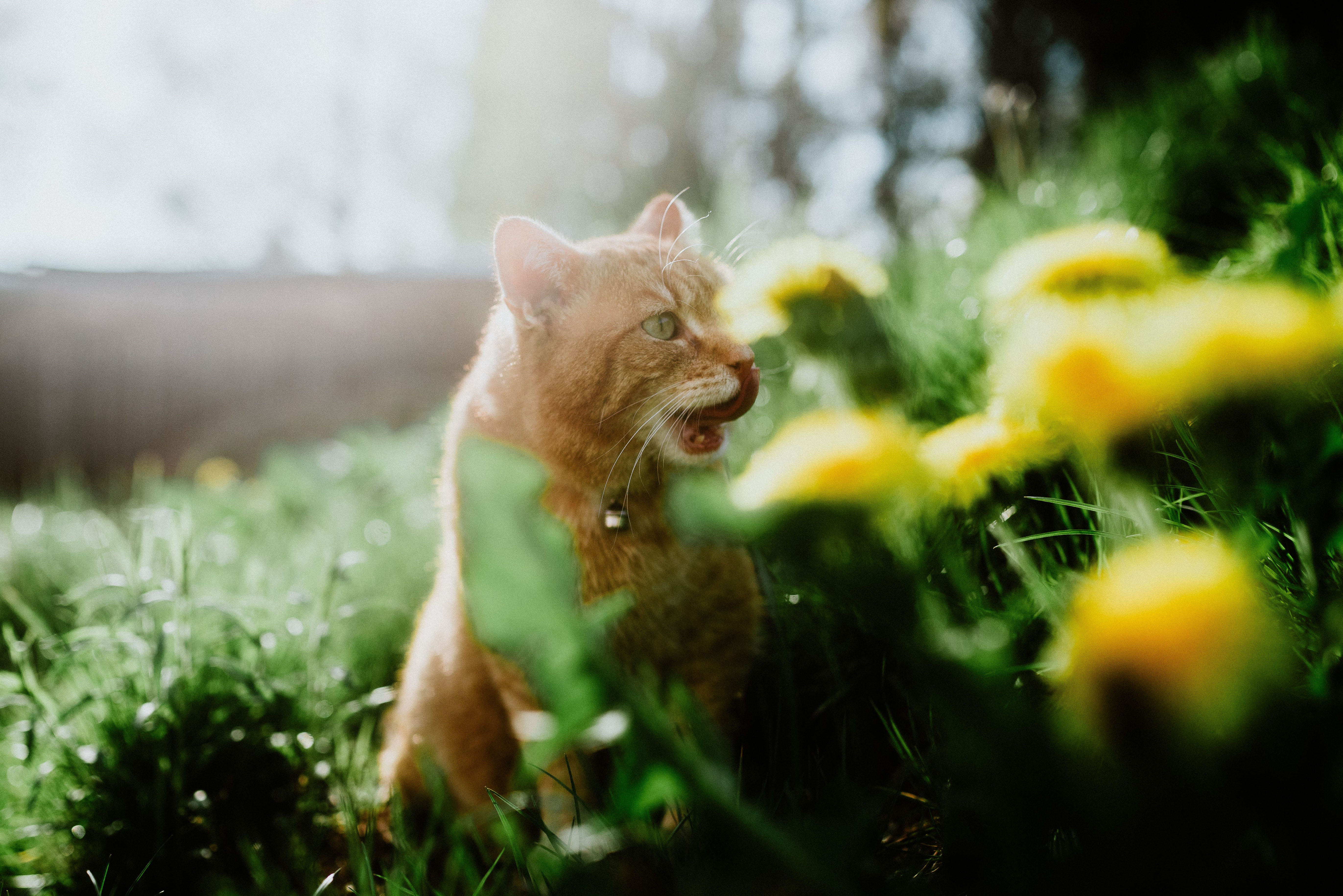 are dog rocks safe for my cat